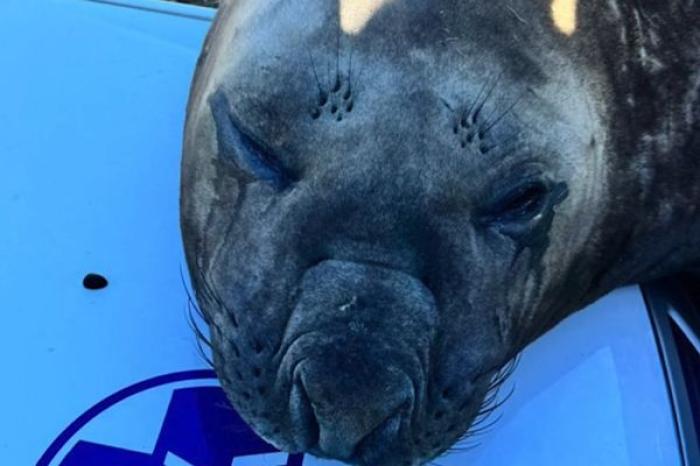 Elefante marino causa sorpresa al recorrer ca