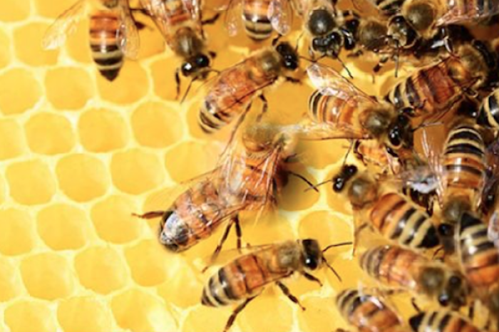 Escapan 250 millones de abejas tras volcadura de camión en Washington