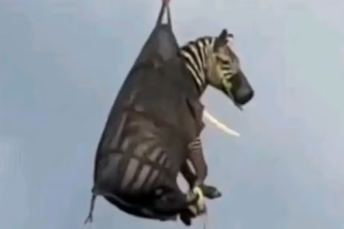 Ed, la cebra viral, atrapada desde el cielo