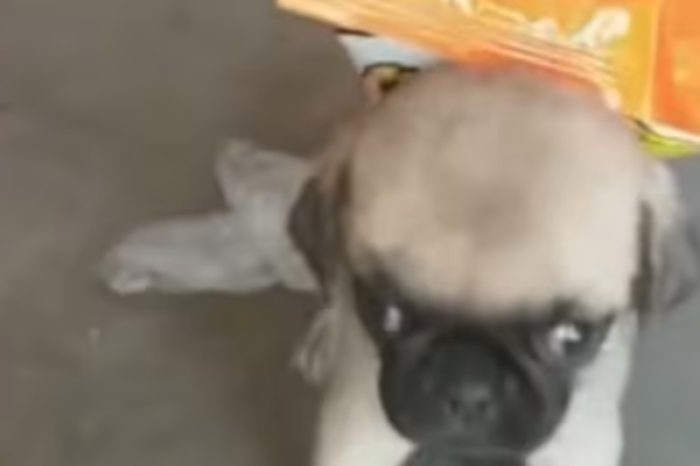 Una pug hace el mandado por su dueño y conquista las redes 