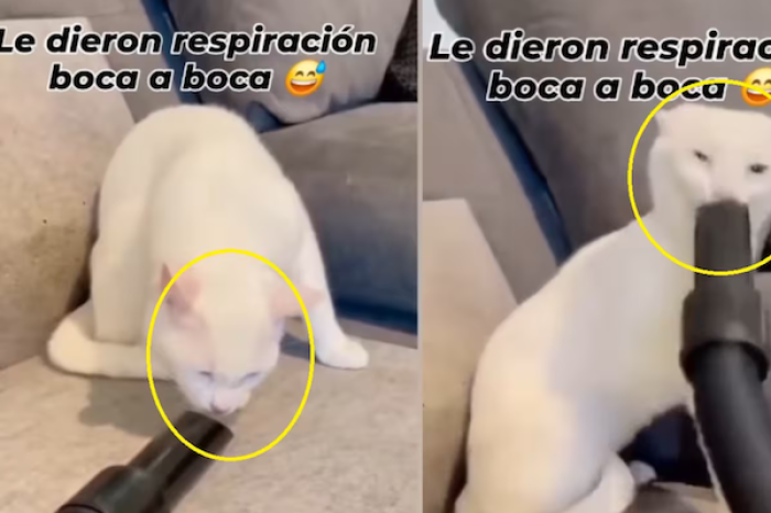 “La curiosidad casi ahoga al gato”: gatito juega con una aspiradora