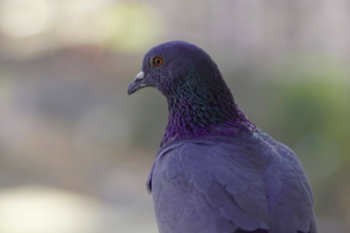 Joven ofrece recompensa por su paloma extraviada