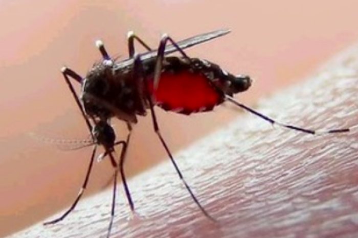 Alerta tecnológica: China presenta dron con forma de mosquito