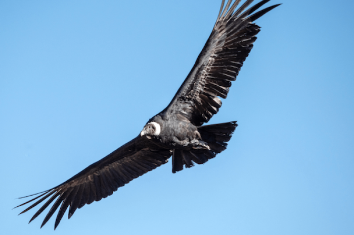 Día Internacional del Cóndor Andino: datos curiosos sobre esta emblemática ave