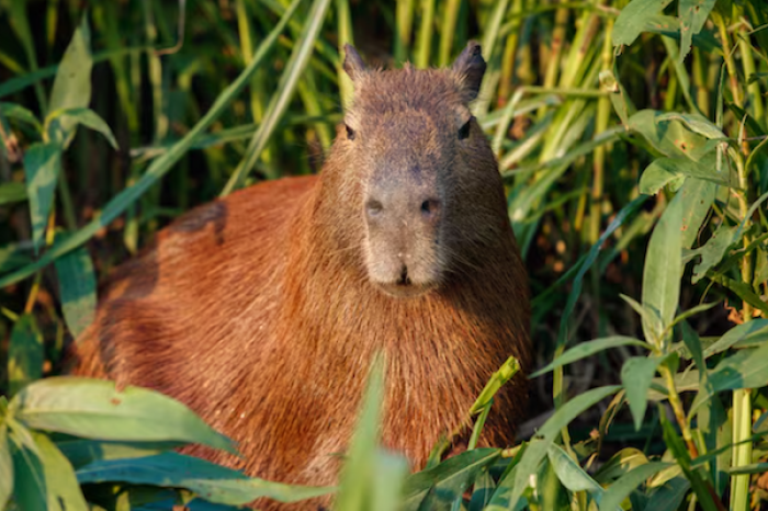Día de Apreciación del Capibara