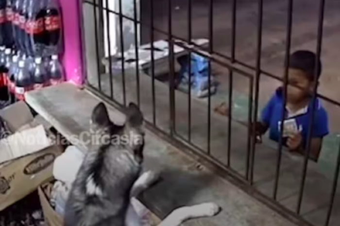 “¡El perro me está atendiendo!”: Niño sorprendido por can que simula ser tendero se vuelve viral