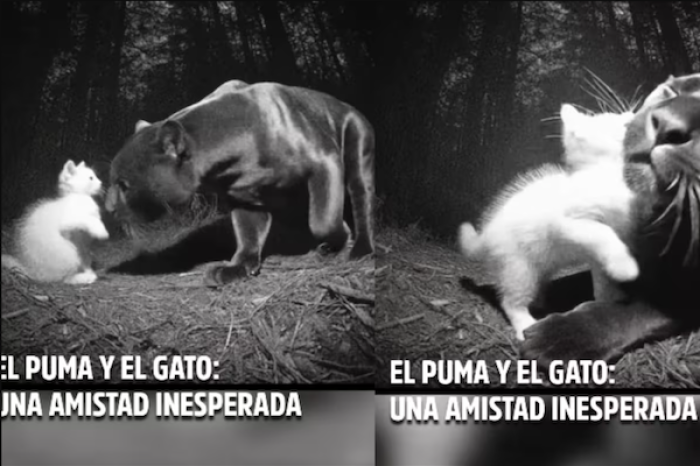 Conmovedora amistad entre un gatito y un puma sorprende en la naturaleza