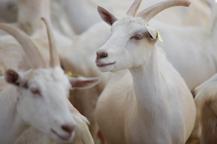 Las cabras también tienen acento: Un estudio revela la sorprendente capacidad vocal