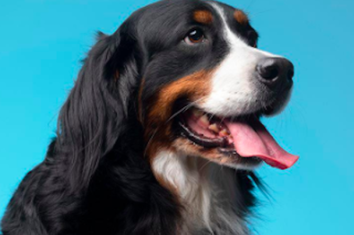 ¡Sorpresa romántica con final inesperado! Perrito sale volando con globos de helio