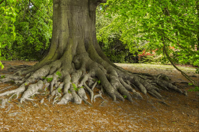 Los árboles “hablan” entre sí a través de una red subterránea