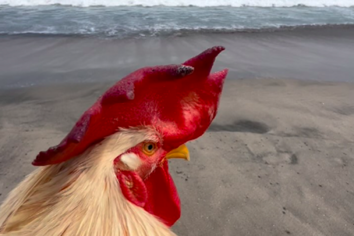 Joven lleva a su gallo a conocer el mar y enternece las redes