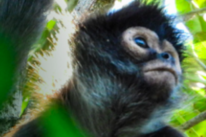 Monos provocan accidente eléctrico en templo de India