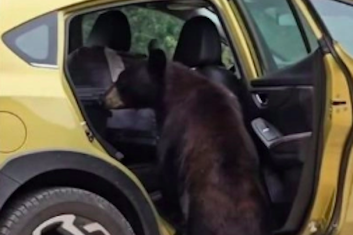Oso negro sorprende a turistas al abrir camionetas con sus patas