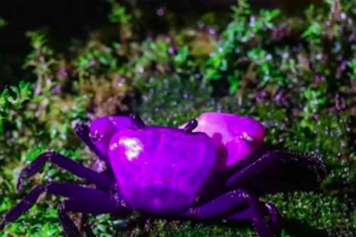 Avistan raro cangrejo púrpura en Tailandia, símbolo de un ecosistema saludable