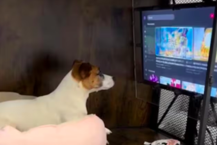 “Perrito Peliculero” conquista las redes con su amor por el cine