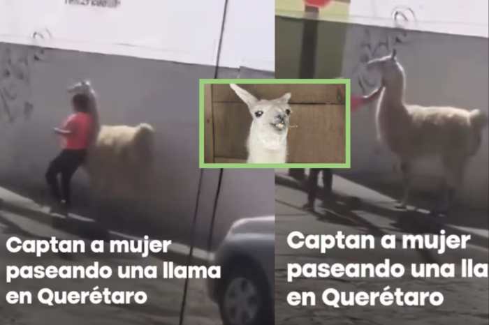 Mujer sorprende al pasear una llama por las calles de Querétaro 