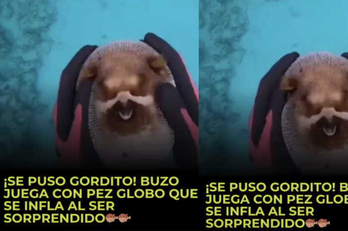 Buzo juega con un pez globo como si fuera su mascota