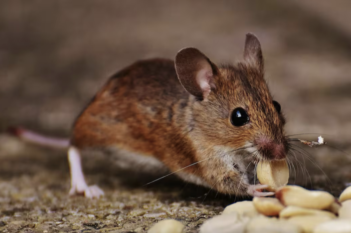 ¿Los ratones macho pueden cantar? 