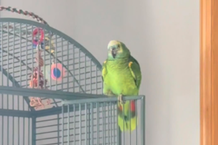 Loro se vuelve viral al 