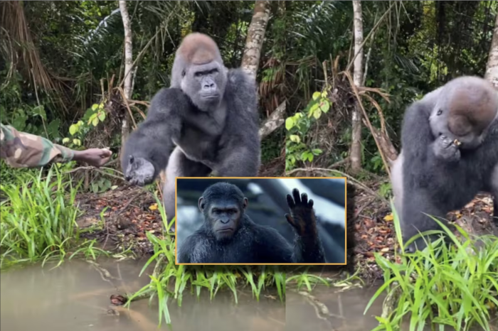 Hombre ofrece comida a un gorila y este le agradece en lenguaje de señas