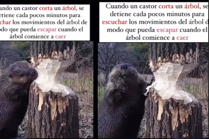 Castor corta un tronco y se detiene a escuchar antes de que caiga para no ser aplastado