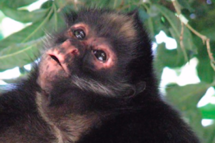  El 1 de septiembre se celebra el Día Mundial de los Primates