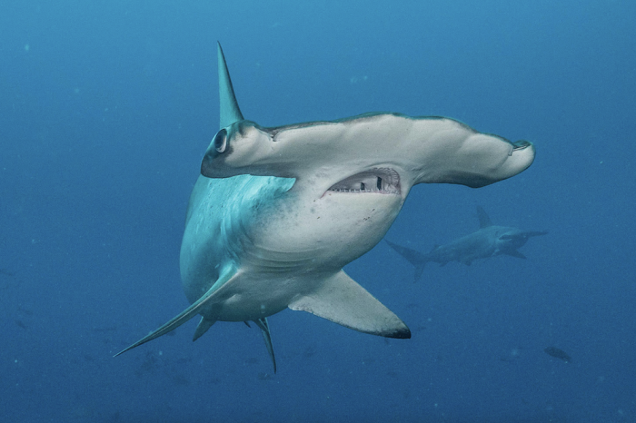 Tiburones martillo: los depredadores extraños que la evolución perfeccionó
