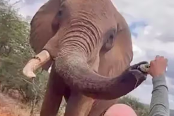 Turista español enfrenta duras críticas por verter cerveza en la trompa de un elefante en Kenia