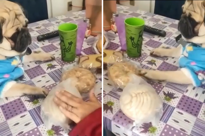 ¡Viral en redes! Pug elige su pan de dulce favorito con adorable decisión
