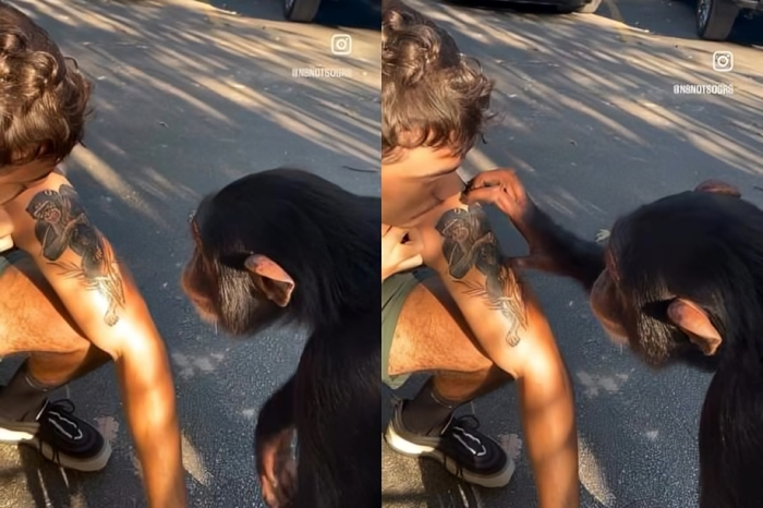 La emotiva reacción de un chimpancé al reconocerse en un tatuaje  