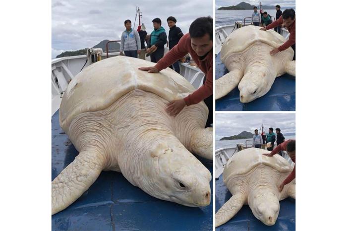 Hallazgo sorprendente en playa mexicana