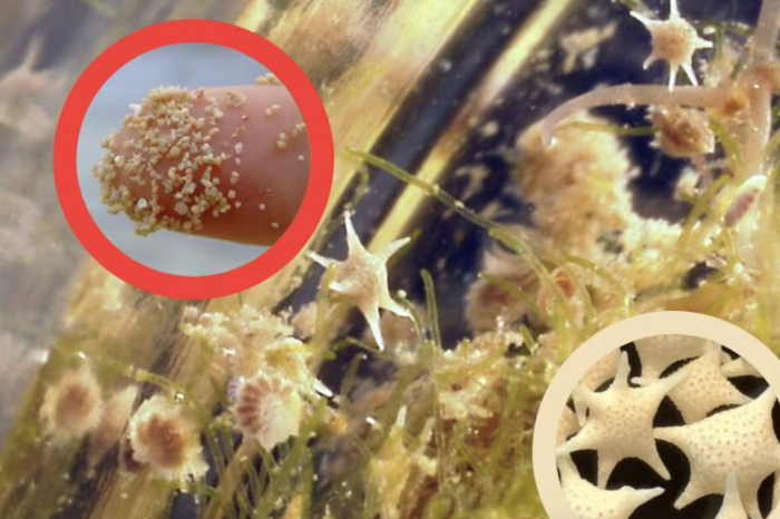 Arena estrellada: el tesoro oculto de las playas de Japón