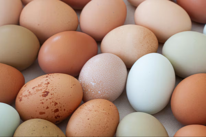 Huevos blancos vs. marrones: expertos explican sus diferencias