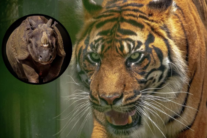 Cinco animales en riesgo de desaparecer en 2025, según la IA