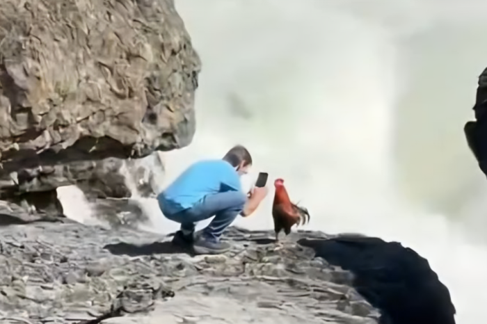 Un hombre y su gallo conquistan las redes en sus vacaciones