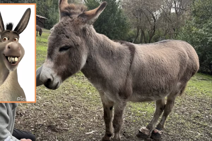 Perry, el burro que inspiró al personaje de Shrek