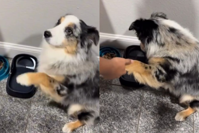 Perrito se vuelve viral por no comer hasta orar con sus dueños