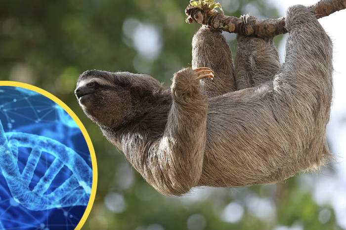 ADN, fósiles y perezosos gigantes: lo que revelan toneladas de excrementos fosilizados