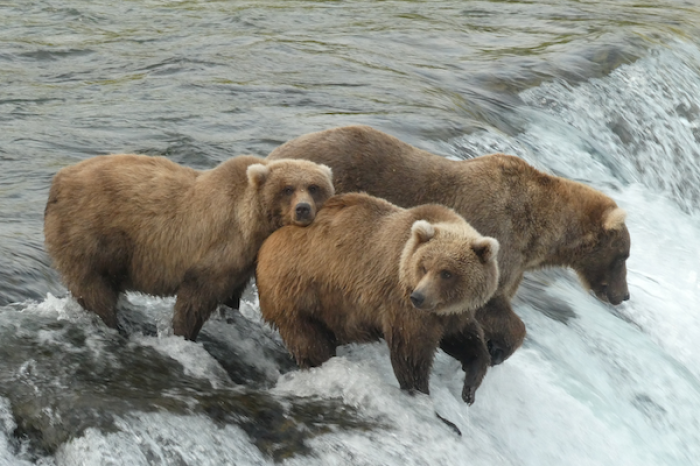 Fat Bear Week: concurso que celebra la supervivencia de osos pardos
