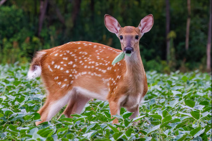 Brote de enfermedad hemorrágica epizoótica preocupa a cazadores en EE.UU