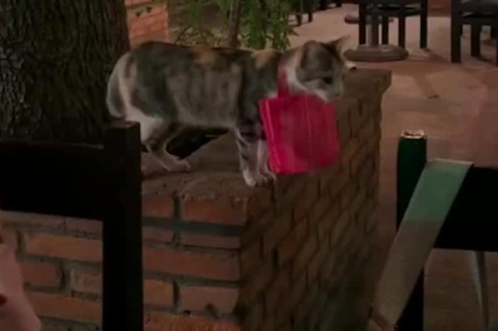 El mesero más adorable: un gatito roba corazones en restaurante-bar