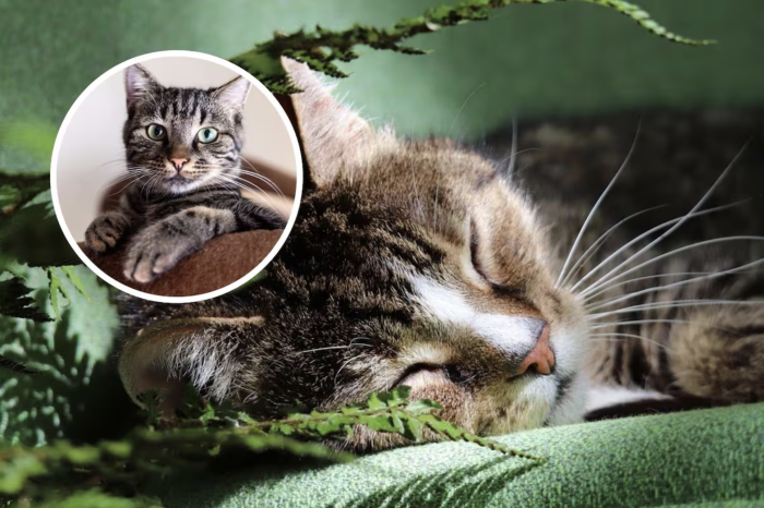 5 curiosidades sobre los gatos que probablemente no conocías