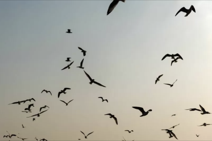 Las aves muestran comportamientos inusuales y expertos advierten repercusiones para la humana