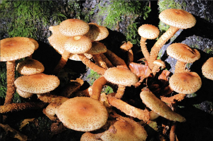 Los hongos, los verdaderos pioneros de la vida terrestre, existieron mil millones de años antes que 