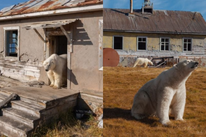 Osos polares toman base soviética abandonada en el Ártico
