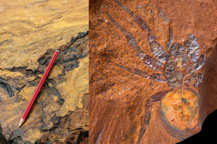 Descubren en Australia un tipo de roca que conserva fósiles con detalles nunca antes vistos