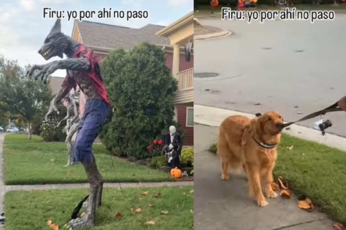 Perro se vuelve viral al negarse a cruzar por un adorno gigante de hombre lobo