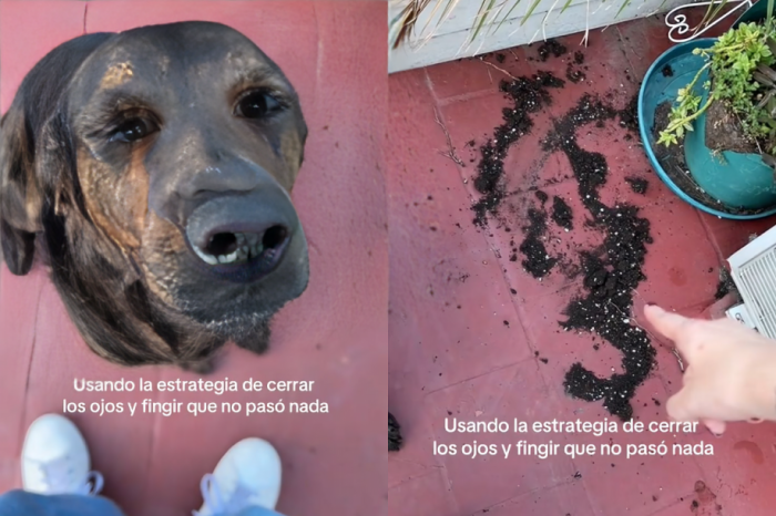 Perro rompe una maceta y finge no ver para evitar el regaño