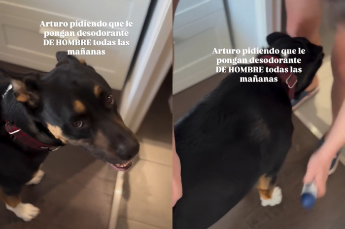 Arturo, el perro que exige desodorante; Nivea le responde 