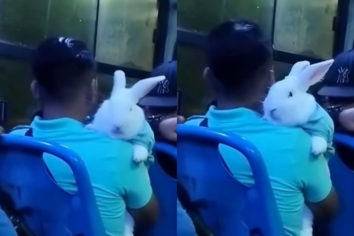 Hombre y su conejo se hacen virales al viajar vestidos iguales en camión